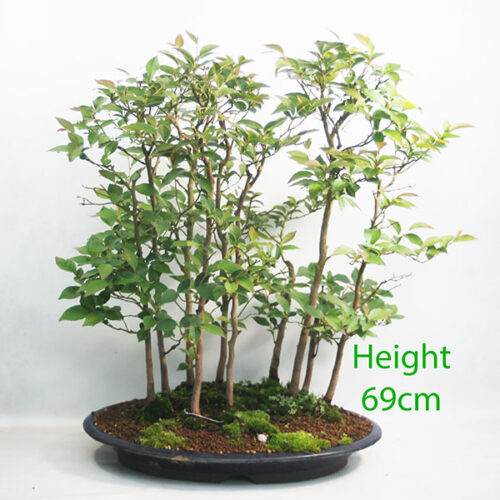 Stewartia Bonsai Tree Number 160P