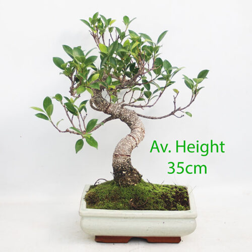 Ficus Indoor Bonsai Tree
