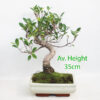 Ficus Indoor Bonsai Tree