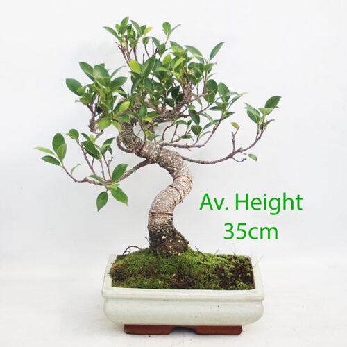 Ficus Indoor Bonsai Tree