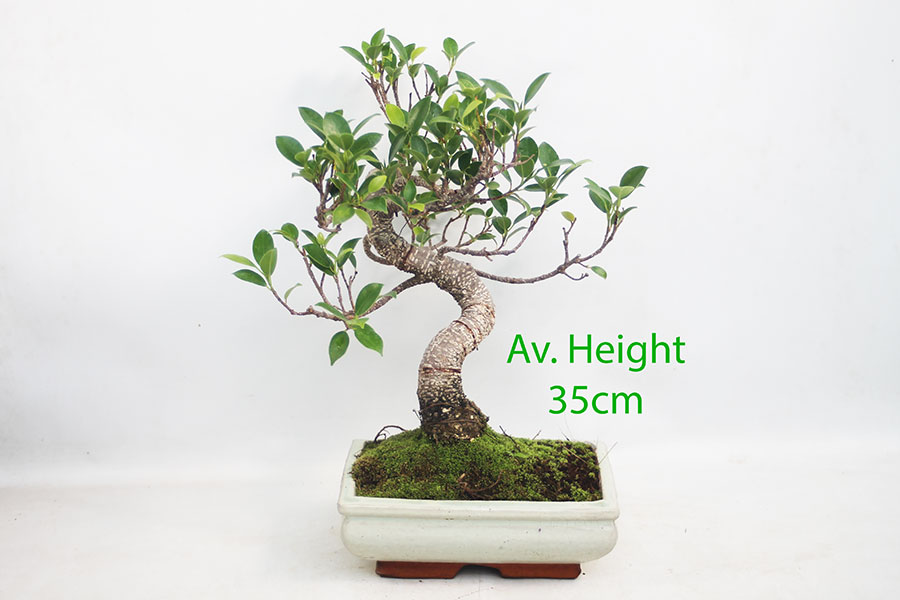 Ficus Indoor Bonsai Tree
