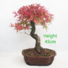 Acer Palmatum Deshojo Japanese Maple Bonsai Tree Number 365P