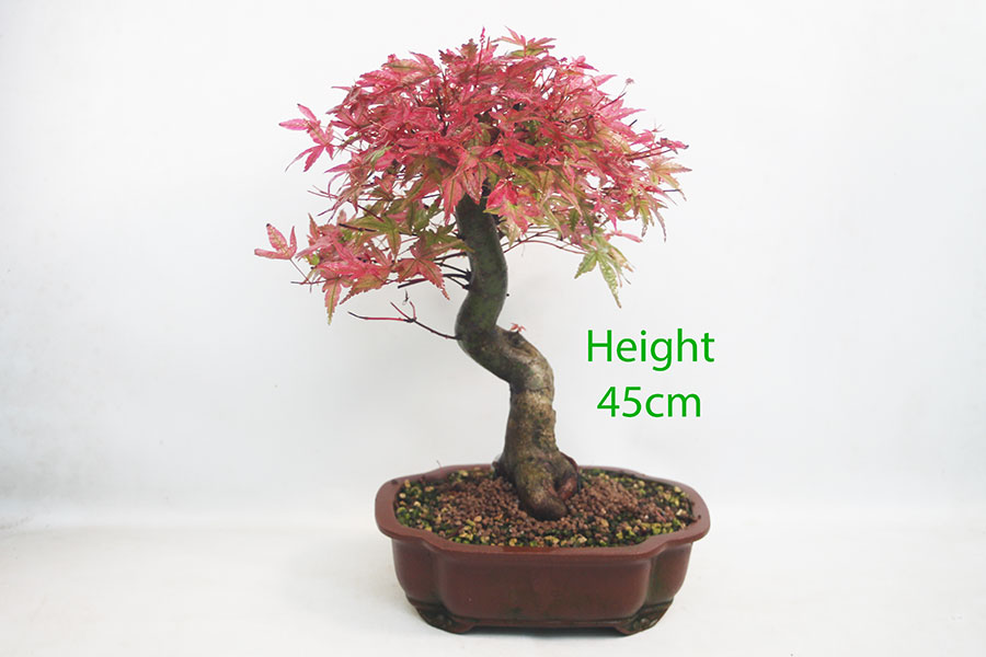 Acer Palmatum Deshojo Japanese Maple Bonsai Tree Number 365P