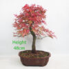 Acer Palmatum Deshojo Japanese Maple Bonsai Tree Number 149P