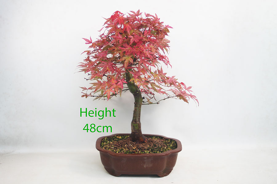 Acer Palmatum Deshojo Japanese Maple Bonsai Tree Number 149P