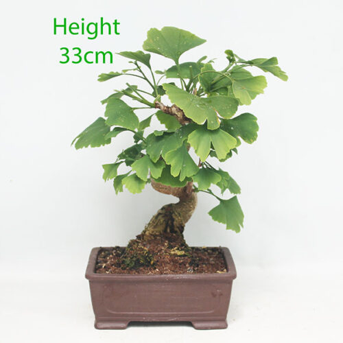 Ginkgo Bonsai Tree Number 242P