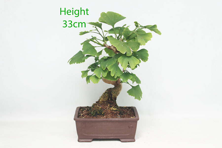 Ginkgo Bonsai Tree Number 242P