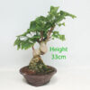 Ginkgo Bonsai Tree Number 40P