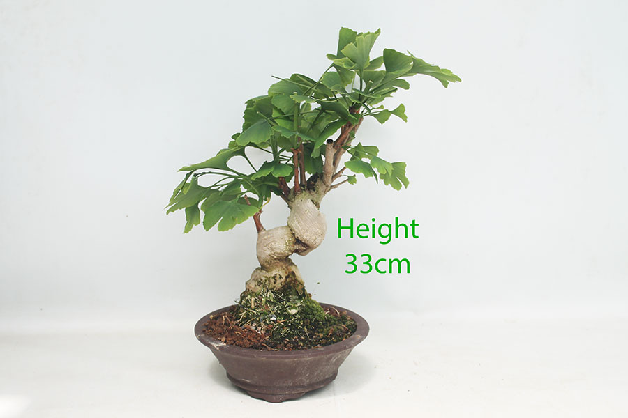 Ginkgo Bonsai Tree Number 40P
