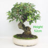 Crab Apple Flowering Bonsai Tree Malus Number 100Y