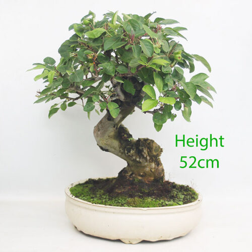Crab Apple Flowering Bonsai Tree Malus Number 100Y
