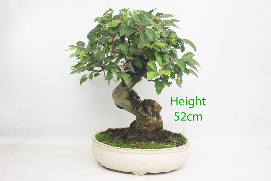 Crab Apple Flowering Bonsai Tree Malus Number 100Y