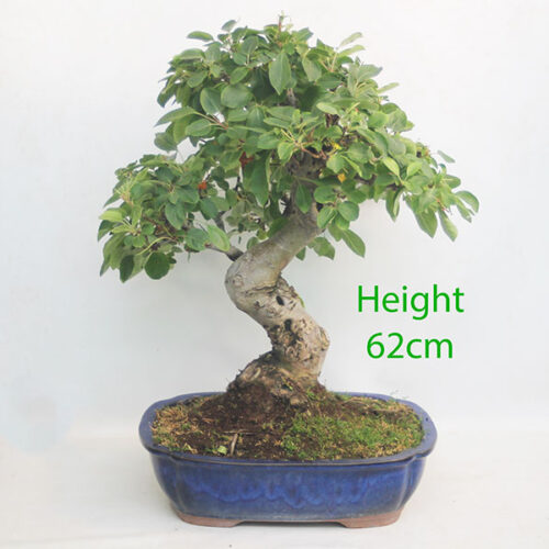 Crab Apple Flowering Bonsai Tree Malus Number 22Y