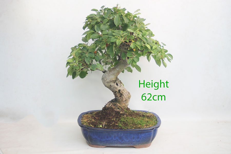 Crab Apple Flowering Bonsai Tree Malus Number 22Y