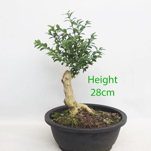 Buxus Clearance Bonsai Tree Number 45P