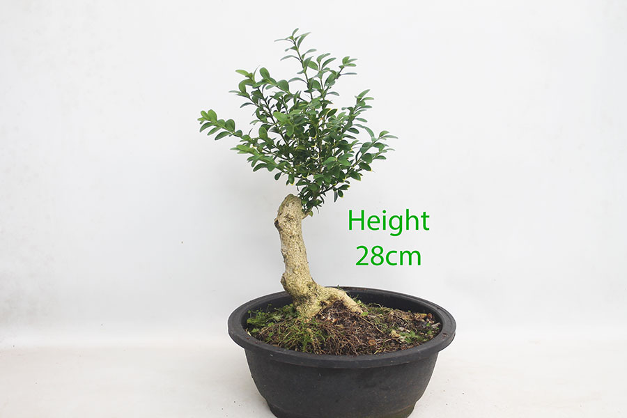 Buxus Clearance Bonsai Tree Number 45P