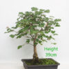 Field Maple Clearance Bonsai Tree Number 321P