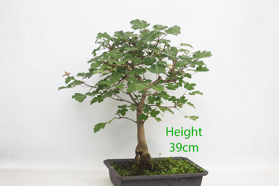 Field Maple Clearance Bonsai Tree Number 321P