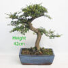 Cotoneaster Flowering Bonsai Tree Number 236P