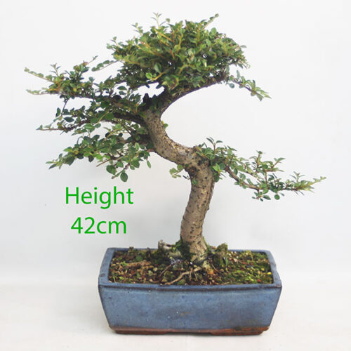 Cotoneaster Flowering Bonsai Tree Number 236P