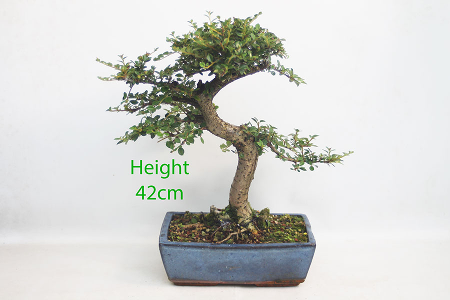 Cotoneaster Flowering Bonsai Tree Number 236P