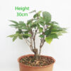 Zelkova Serrata Japanese Elm Clearance Bonsai Tree Number 55P