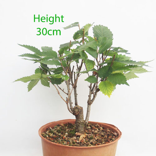 Zelkova Serrata Japanese Elm Clearance Bonsai Tree Number 55P