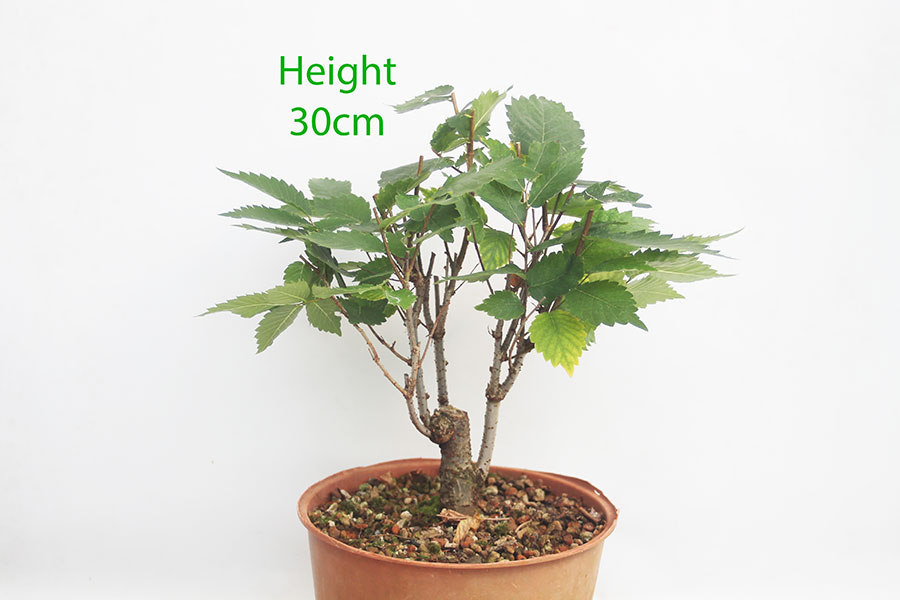 Zelkova Serrata Japanese Elm Clearance Bonsai Tree Number 55P