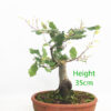 Beech Bonsai Tree Number 91Y Clearance Tree