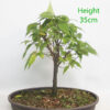 Zelkova Serrata Japanese Elm Clearance Bonsai Tree Number 178P