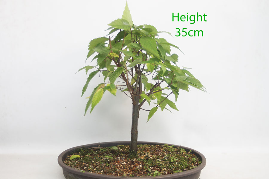 Zelkova Serrata Japanese Elm Clearance Bonsai Tree Number 178P