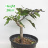 Beech Bonsai Tree Number 314P Clearance Tree