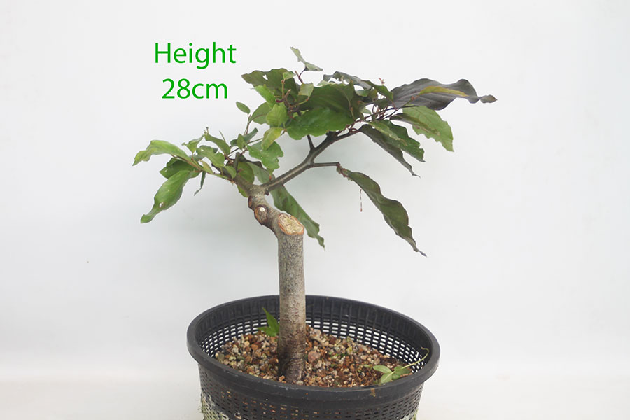 Beech Bonsai Tree Number 314P Clearance Tree