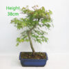 Acer Palmatum Japanese Maple Bonsai Tree Number 72P