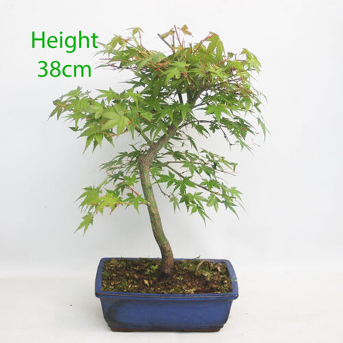 Acer Palmatum Japanese Maple Bonsai Tree Number 72P