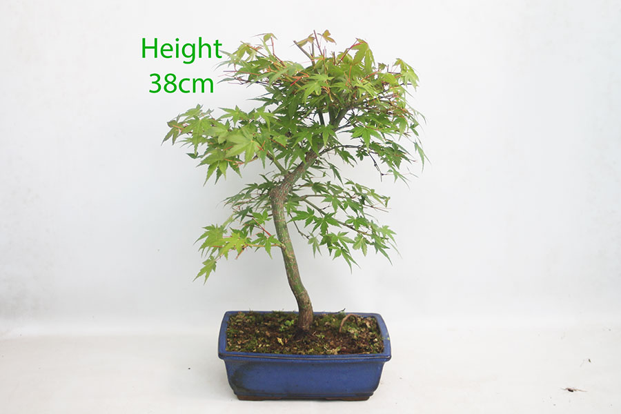 Acer Palmatum Japanese Maple Bonsai Tree Number 72P