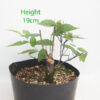 Zelkova Serrata Japanese Elm Clearance Bonsai Tree Number 110P