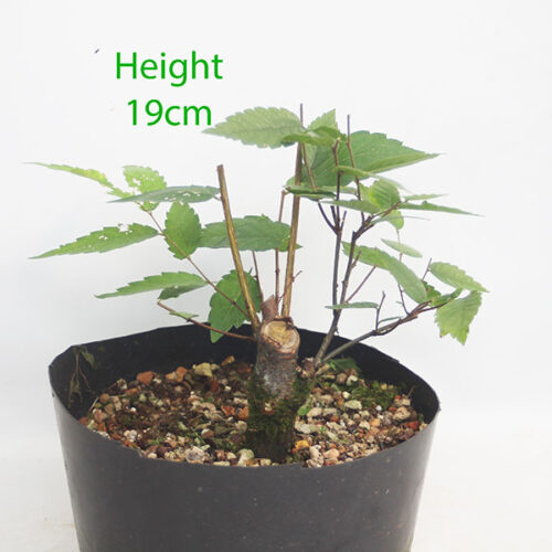 Zelkova Serrata Japanese Elm Clearance Bonsai Tree Number 110P