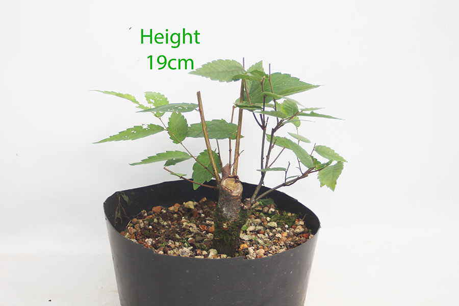 Zelkova Serrata Japanese Elm Clearance Bonsai Tree Number 110P