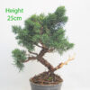 Chinese Juniper Bonsai Tree Part Trained Number 4Y