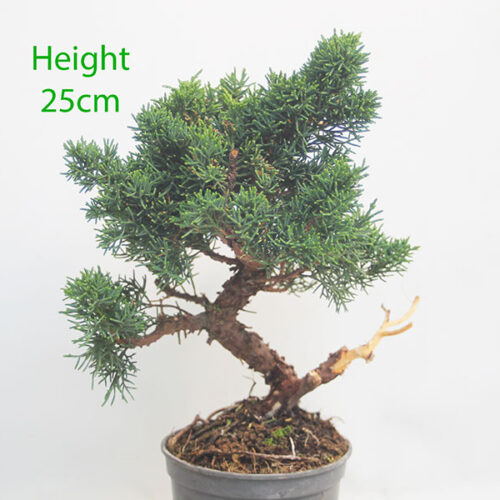 Chinese Juniper Bonsai Tree Part Trained Number 4Y