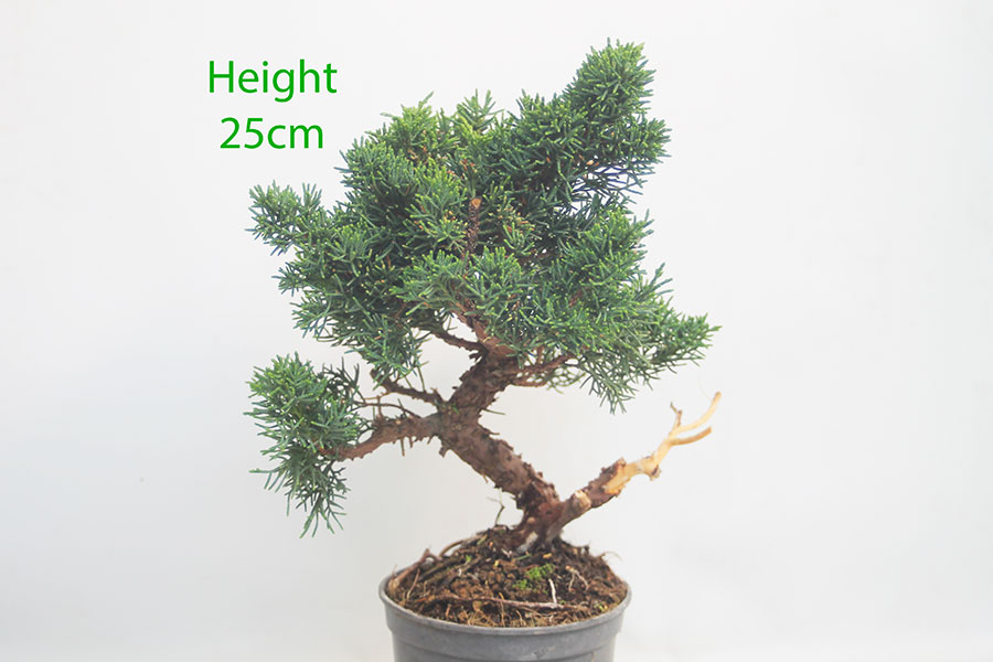 Chinese Juniper Bonsai Tree Part Trained Number 4Y