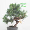 Chinese Juniper Bonsai Tree Part Trained Number 255P