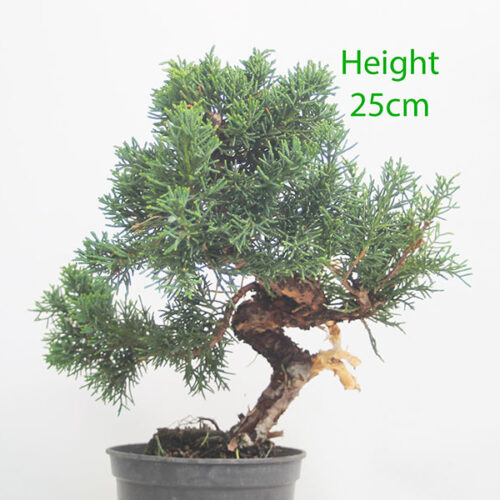 Chinese Juniper Bonsai Tree Part Trained Number 255P