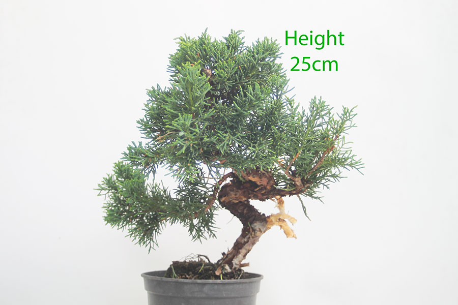 Chinese Juniper Bonsai Tree Part Trained Number 255P