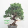 Chinese Juniper Bonsai Tree Part Trained Number 3P
