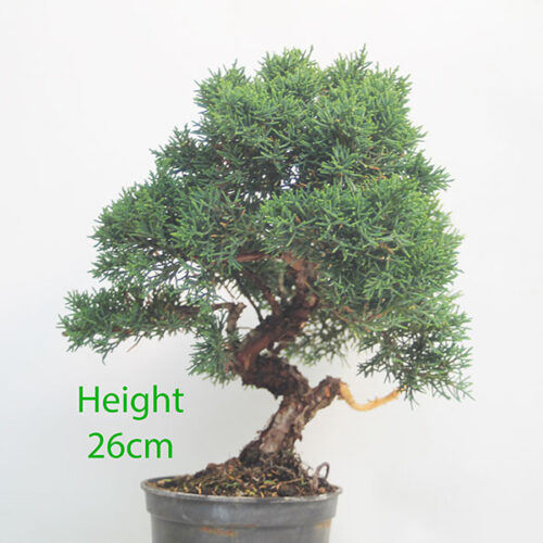 Chinese Juniper Bonsai Tree Part Trained Number 3P