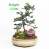 Sekka Hinoki Cypress Bonsai Tree Number 154P