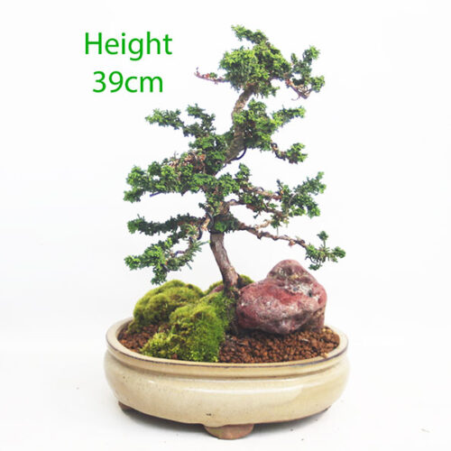 Sekka Hinoki Cypress Bonsai Tree Number 154P