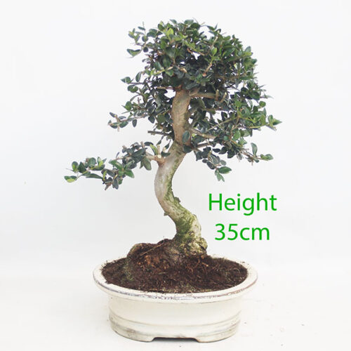 Olive Bonsai Tree Number 45P
